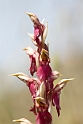 orkide.30apr2008_0912