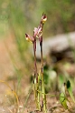 Serapias parviflora_DSC6853