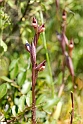Serapias parviflora_DSC6860