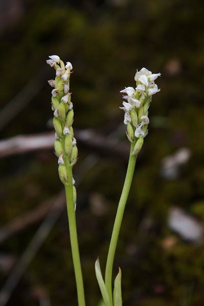Neotinea maculata.20160416_7484.jpg