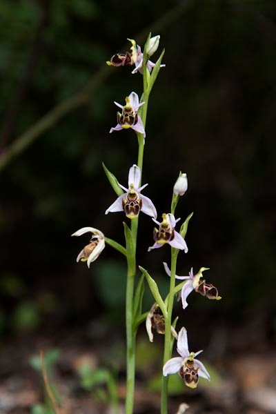 Ophrys scolopax.20160416_7471.jpg