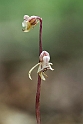 Epipogium aphyllum (Knælæbe)