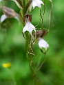 Himantoglossum comperianum (Komper´s Orchid)