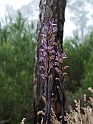 Limodorum abortivum (Violet Limodore)