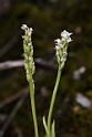 Neotinea maculata.20160416_7484