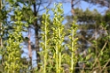 Neottia ovata (Ægbladet fliglæbe)
