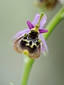 Ophrus homeri (Homer´s Ophrys))