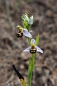 Ophrys apifera.0160417_7280