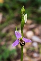Ophrys apifera.20160417_7260