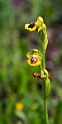 Ophrys lutea.20160416_7334