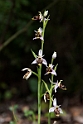 Ophrys scolopax.20160416_7471