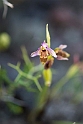 Ophrys scolopax minutula (Woodcock Orchid)