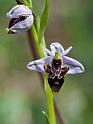 Ophrys scolopax schegifera (Woodcock Orchid)