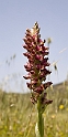 Orchis coriophora (Bug Orchid)