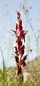 Orchis sancta (Holy Orchid)
