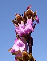 Orchis spitzelii gotlandica (Spitzels gøgeurt)