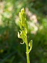 Platanthera bifolia bifolia (Bakke Gøge-lilje)
