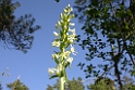 Platanthera bifolia latiflora (Langsporet gøgelilje)