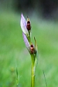 Serapias Parviflora.20160416_7448