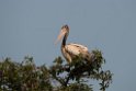 Spot-billed Pelican.20140311_8093