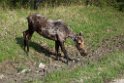 Moose Rinding Mountain_DSC522020140604
