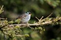 White-crowned Sparrow_DSC596420140612