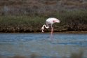 Flamingo.20140326_8185