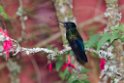 Blue-throated Starfrontlet_20160103_9427