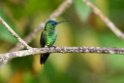 Indigo-capped Hummingbird.20160107_DSC9590