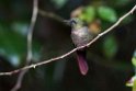 Tyrian Metaltail_20160103_9415
