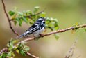 Black-and-white Warbler 20210627_0329