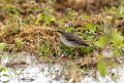 Eastern Yellow wagtail20170215_DSC8369