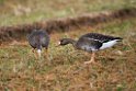 Greater White-fronted Goose20170218_DSC8497