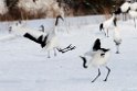 Red-crowned Crane20170209_DSC7289