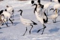 Red-crowned Crane20170210_DSC7345
