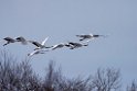 Red-crowned Crane20170210_DSC7410