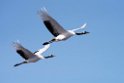 Red-crowned Crane20170210_DSC7426