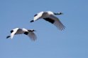 Red-crowned Crane20170210_DSC7427
