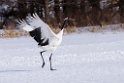 Red-crowned Crane20170210_DSC7472
