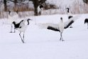 Red-crowned Crane20170210_DSC7661