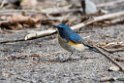 Red-flanked bluetail20170214_DSC8300
