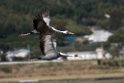White-necked Crane20170212_DSC7817
