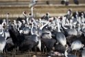 White-necked Cranes20170212_DSC7839