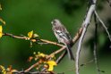 Long-tailed Rosefinch.202227jun_0938