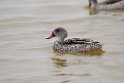 Cape Teal.20141105_0043
