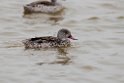 Cape teal.20141105_0036