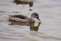 Cape teal.20141105_0054