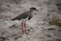 Crowned lapwing.20141113_1798