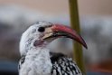Damara Red-billed Hornbill.20141110_0677