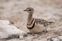 Double-banded Courser.20141108_0877